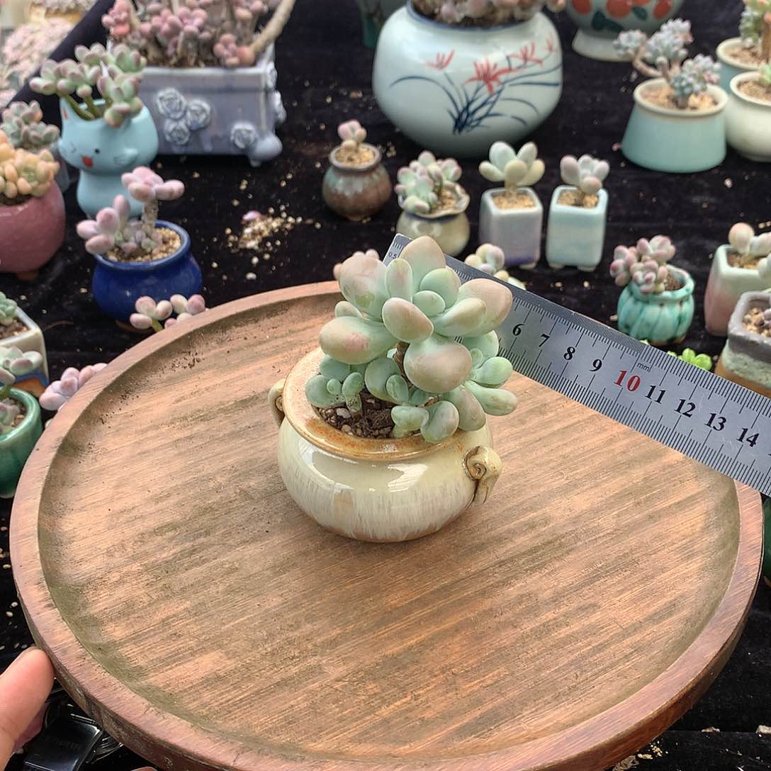 26带盆偏远不包邮