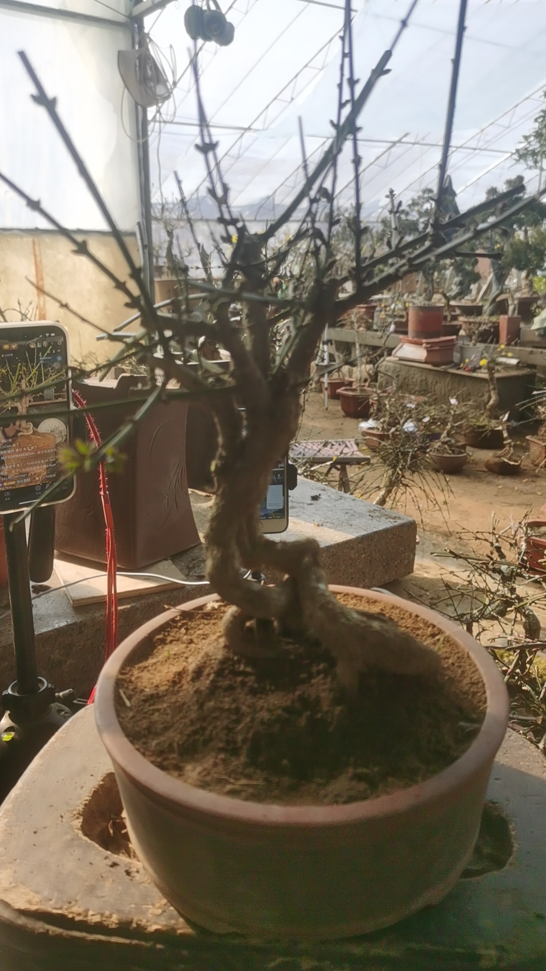 迎春花龙爪虎蹄三台