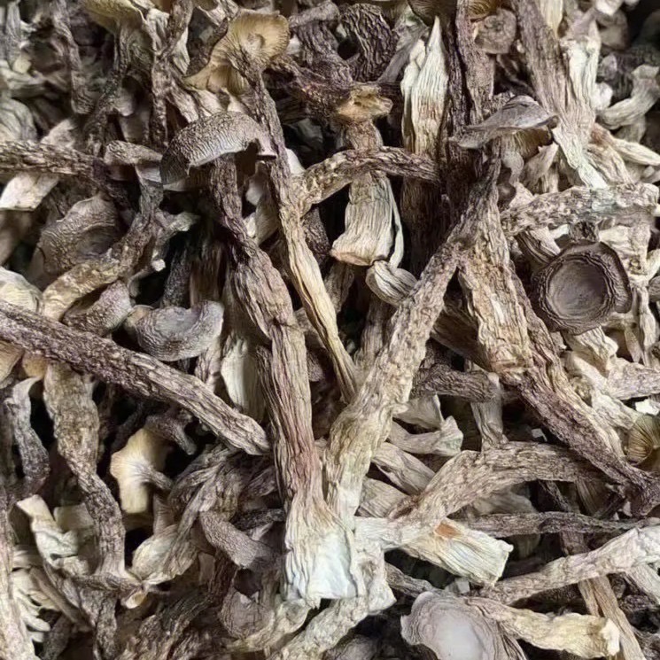 【等于弟】优选鹿茸菇脆脆菇 250g~500g