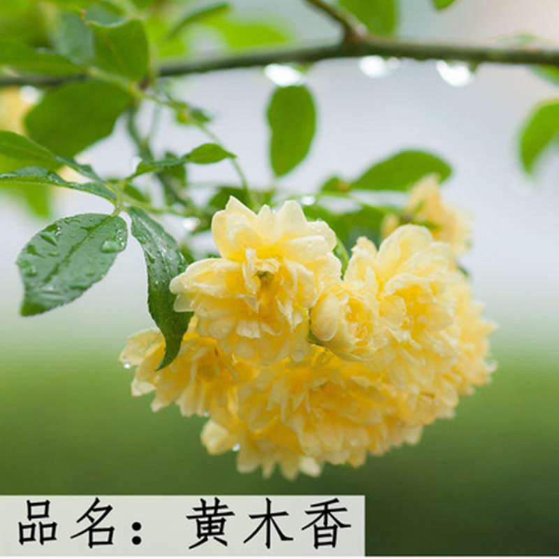 【3棵包邮】黄木香花苗花卉盆栽爬藤开花庭院红木香易活九里香蔷薇