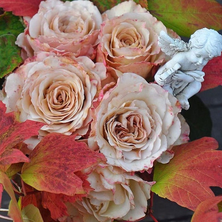 翼/光之翼第九天使 新品天堂系列月季 日本河本玫瑰花苗盆栽花园