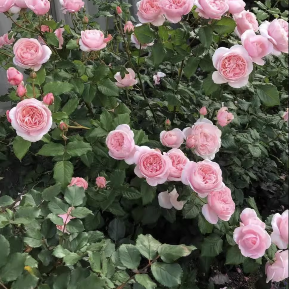 欧洲藤本月季花苗 娜河马/娜希玛/娜荷玛/Nahéma小藤本月季