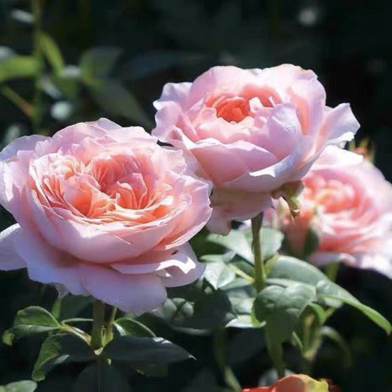 【3棵包邮】安索菲比克/碧克 月季玫瑰花苗四季花卉盆栽阳台庭院