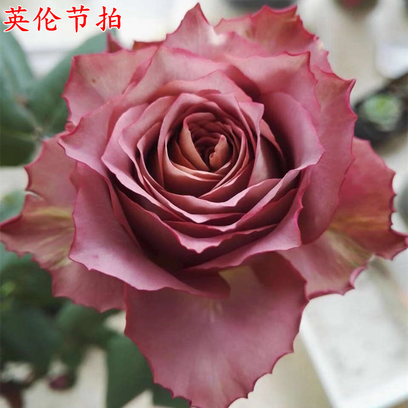 【3棵包邮】英伦节拍/清茶月季玫瑰花苗切花卉盆栽阳台庭院多季节开