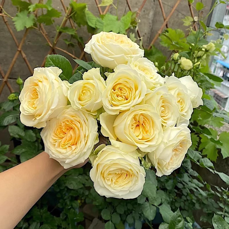 【3棵包邮】奶油杯阳台盆栽月季庭院盆栽耐寒耐旱勤花切花玫瑰