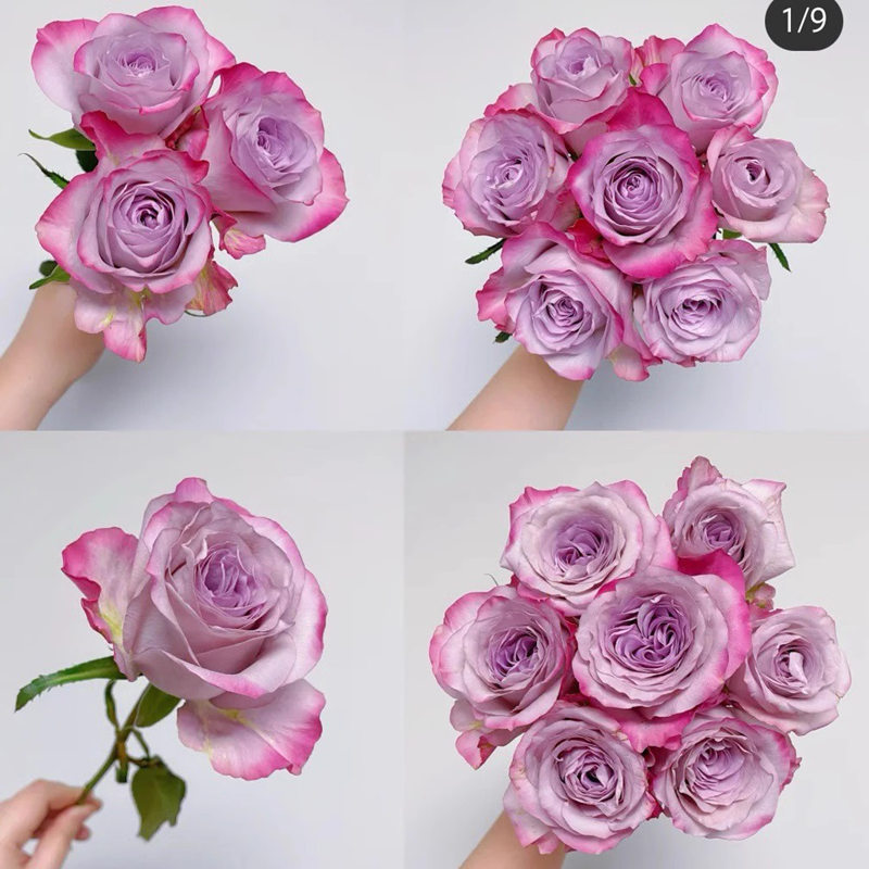 【3棵包邮】气场切花玫瑰月季花苗阳台庭院花卉盆栽多季节开花