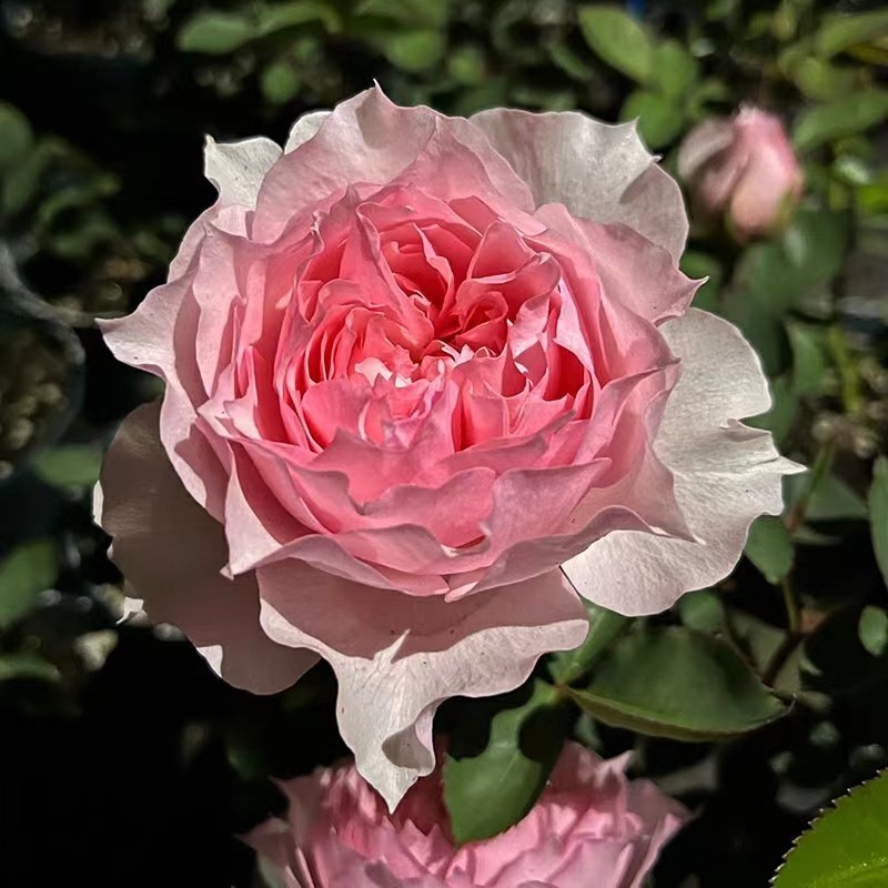 【3棵包邮】莫妮卡戴维月季玫瑰花苗大花勤花阳台庭院盆栽四季开花