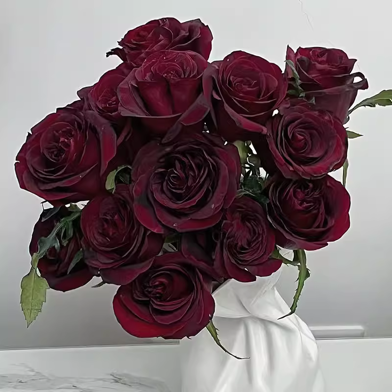 黑珍珠/夜宴月季 灌木大花 切花玫瑰 耐开直立 花期长