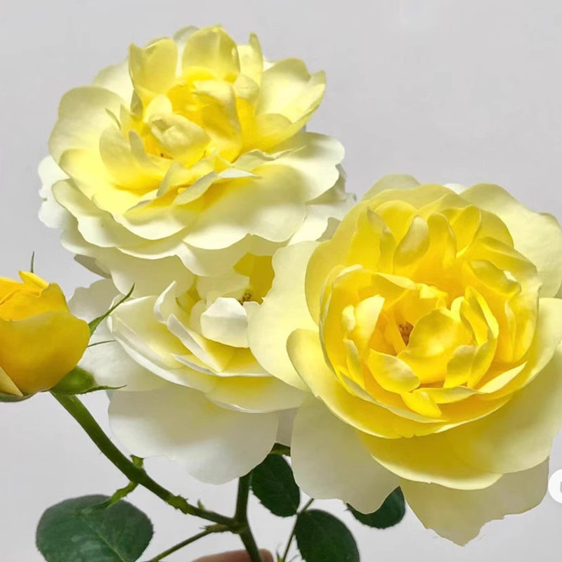 【3棵包邮】黄果汁月季玫瑰花苗果汁芽变花卉盆栽阳台庭院多季开花