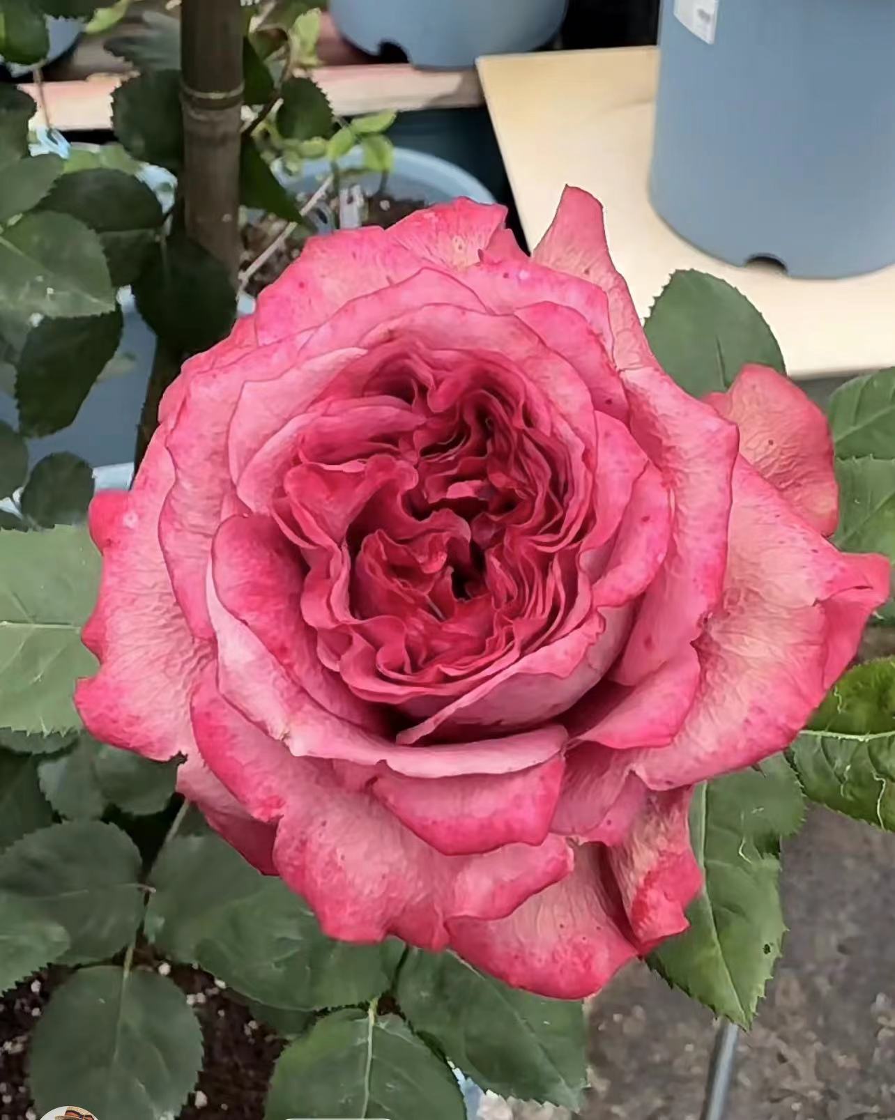 天花乱坠超新品多头复古红色切花月季玫瑰盆栽开花