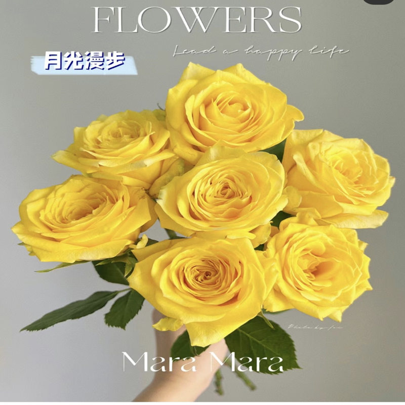 【3棵包邮】月光漫步大花月季花苗花卉玫瑰阳台庭院盆栽花卉多季开