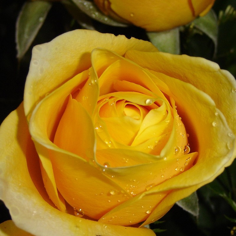 【3棵包邮】金凤凰 月季大花朵浓香四季玫瑰花盆栽阳台花卉庭院多季