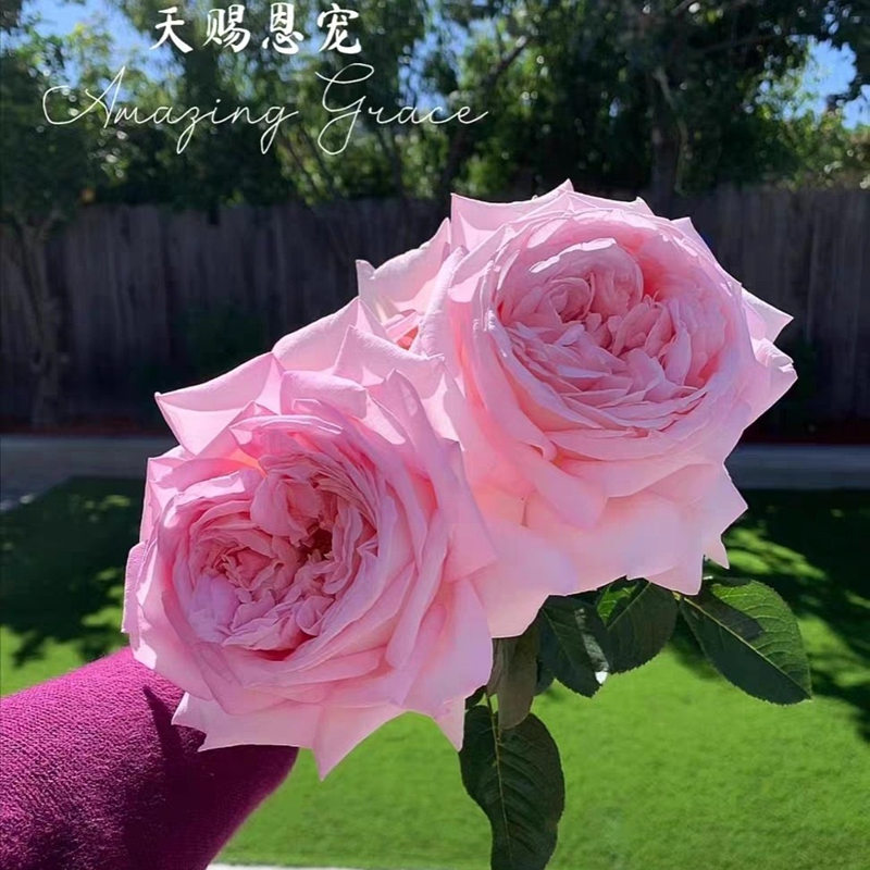 【3棵包邮】天赐恩宠月季玫瑰浓香多季开勤花庭院盆栽阳台花卉盆栽