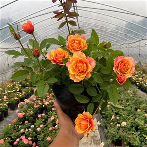 【3棵包邮】艾帕索月季玫瑰花苗大花浓香花卉盆栽阳台庭院多季节开