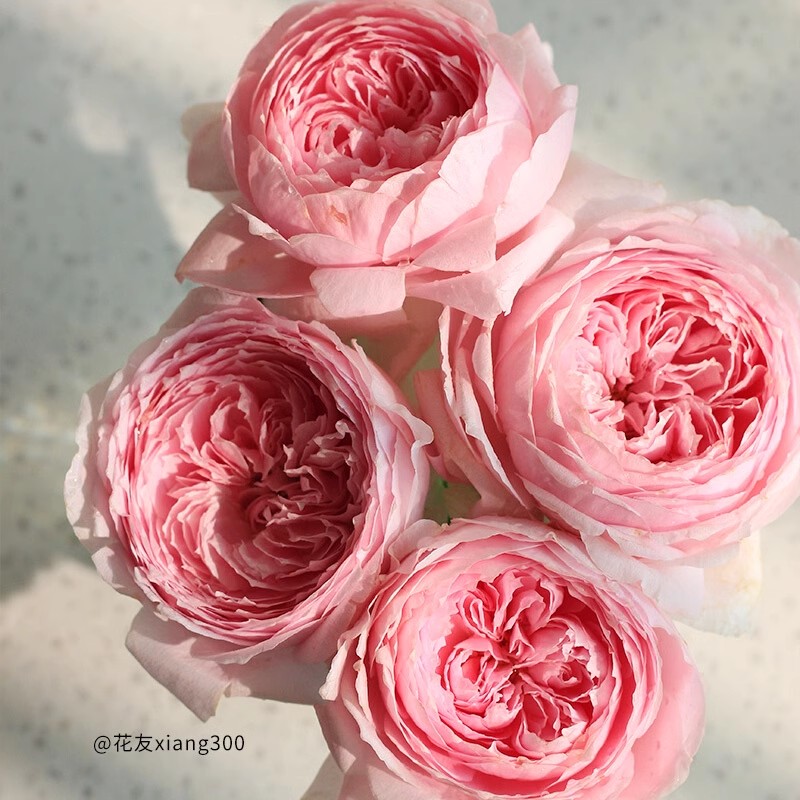 【3棵包邮】玉环鸣月季大花浓香耐热庭院阳台盆栽花卉