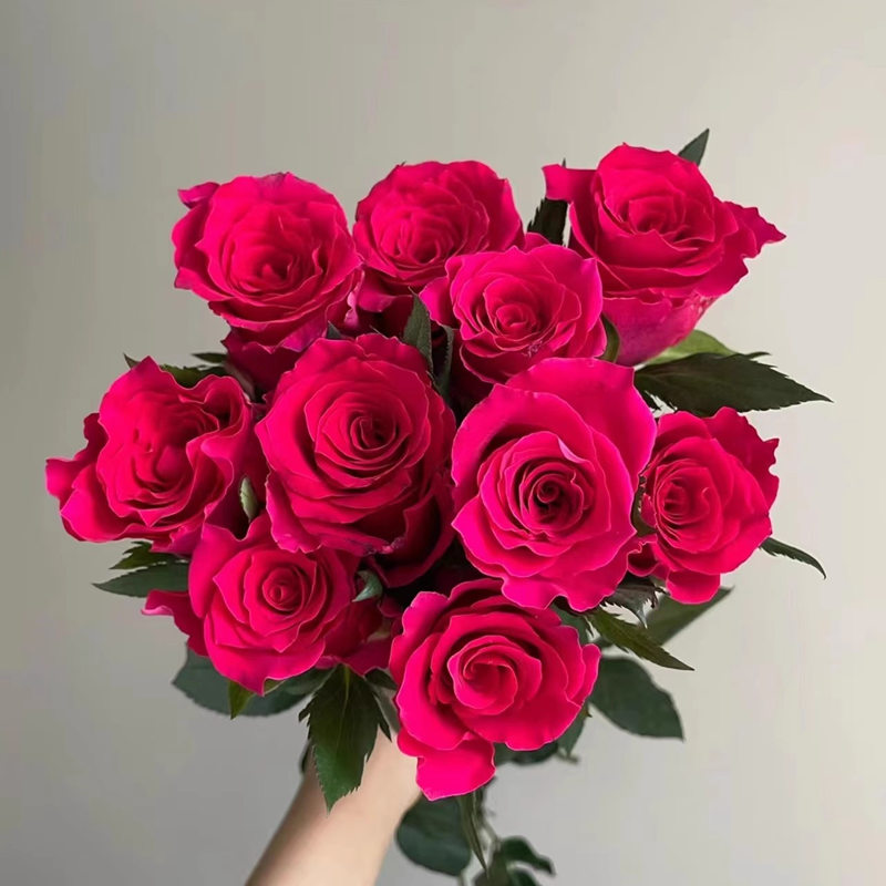 【3棵包邮】高盛新品月季切花玫瑰庭院阳台灌木花卉盆栽
