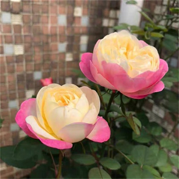 灌木扦插月季和室浓香勤花直立切花颜色多变阳台庭院玫瑰小苗