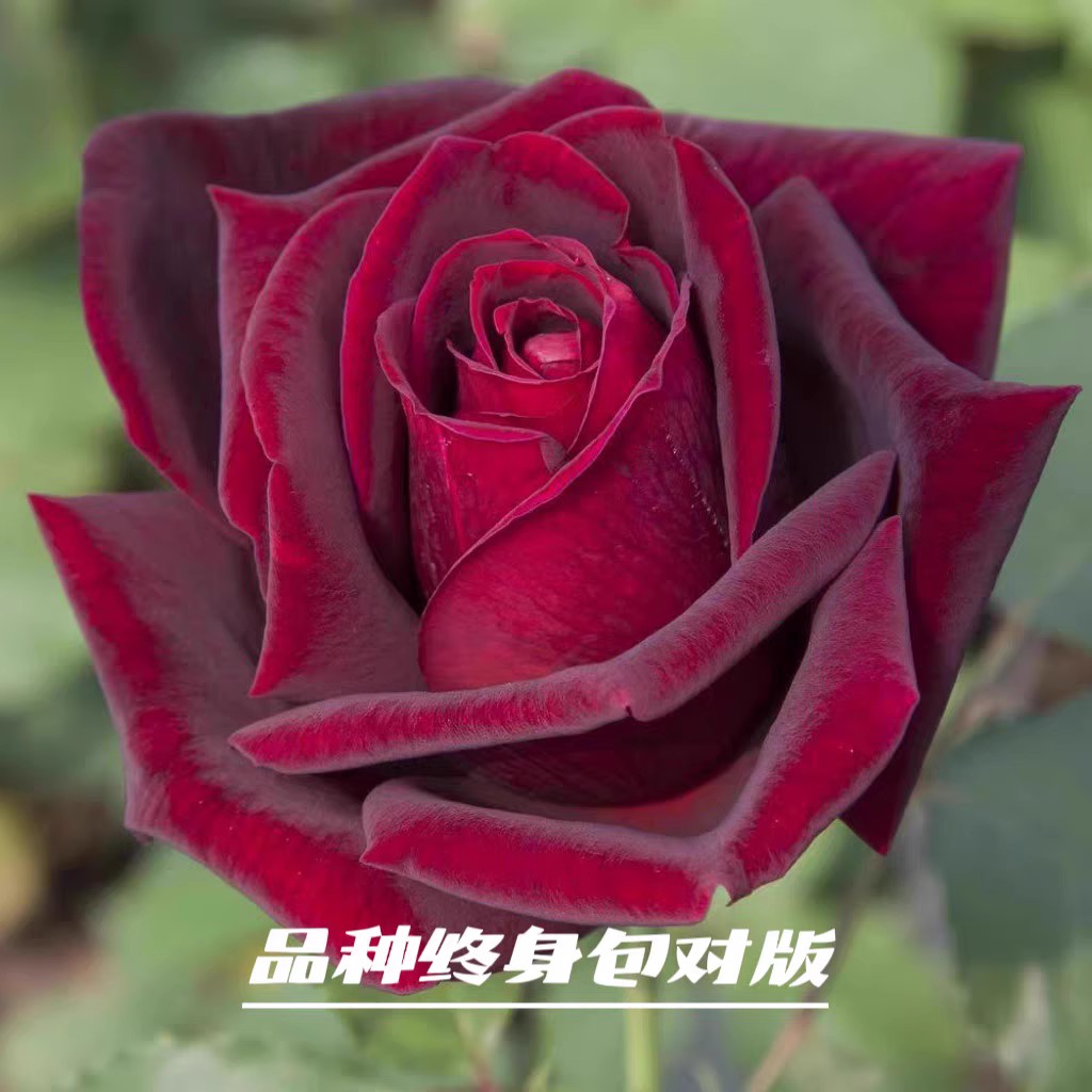 【3棵包邮】暗香月季玫瑰花苗黑巴克升级版浓香花卉阳台庭院多季开