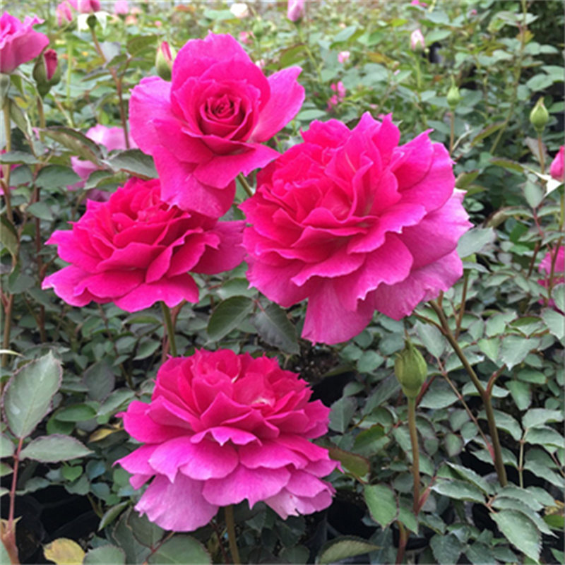  【3棵包邮】天方夜潭 扦插浓香灌木月季 玫瑰花苗天方夜谭  