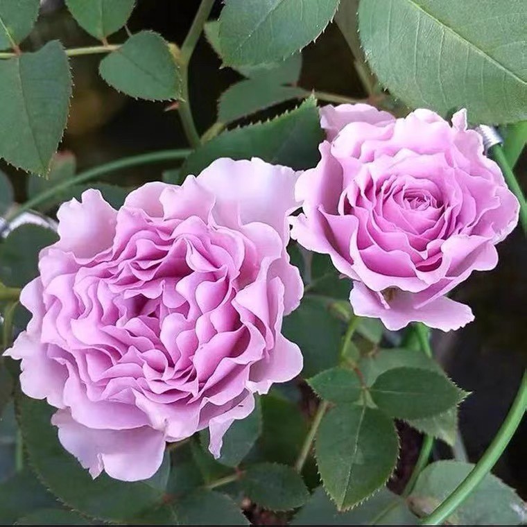  【3棵包邮】蜻蜓灌木大花切花月季扦插四季开花庭院阳台植物盆栽