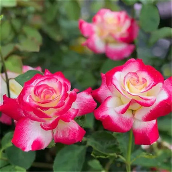 【3棵包邮】红双喜月季扦插花苗多季开花植物浓香大花玫瑰阳台花卉