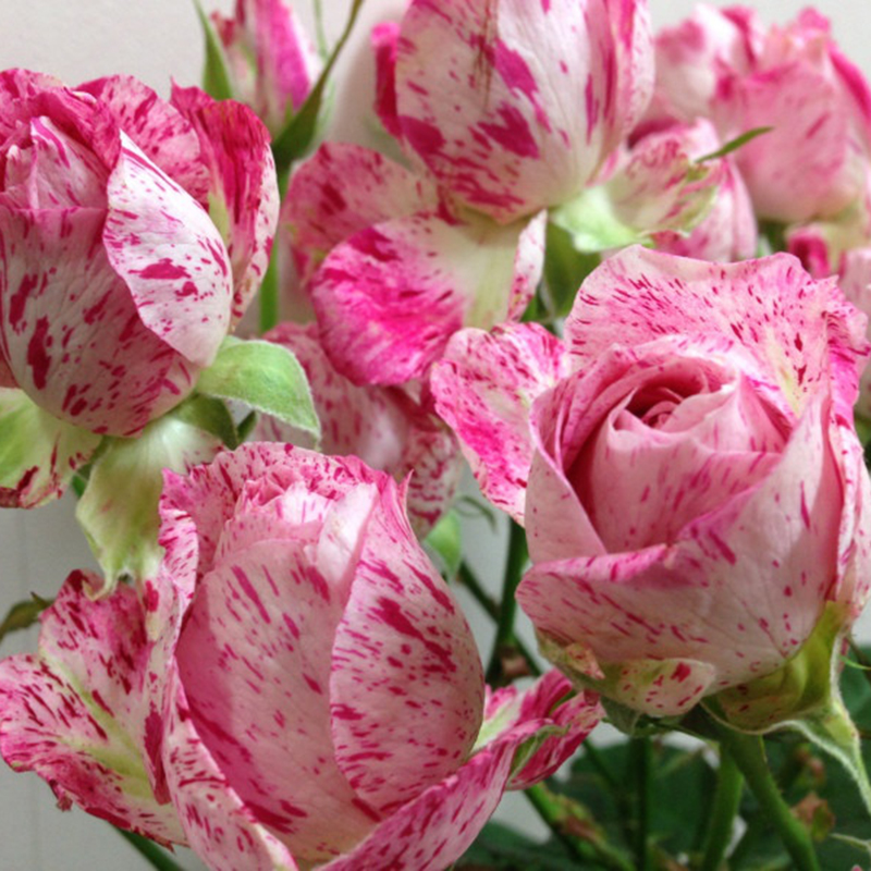 【3棵包邮】雪花肥牛扦插玫瑰花苗花卉盆栽灌木切花月季条纹花型