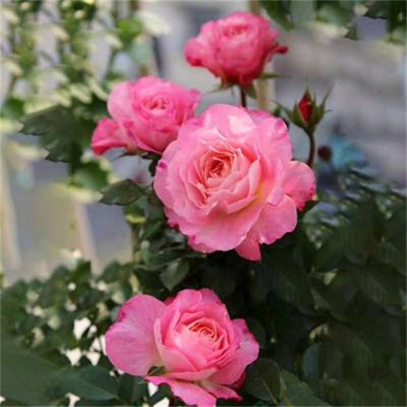 【3棵包邮】大花微月季海神王阳台扦插月季花浓香丰花粉色小苗