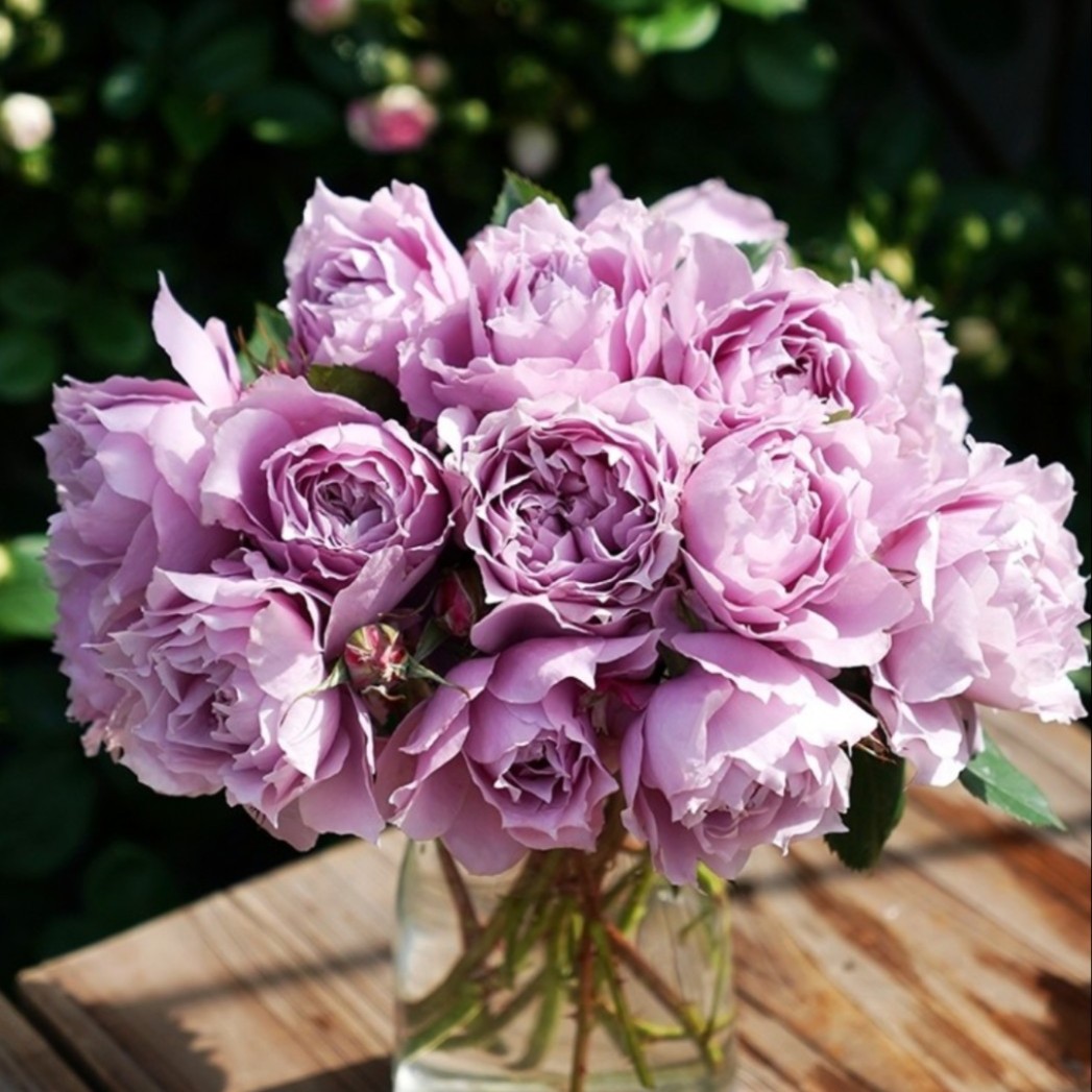 【3棵包邮】幻紫月季花苗大花淡香美人尖丰花花量多阳台庭院盆栽