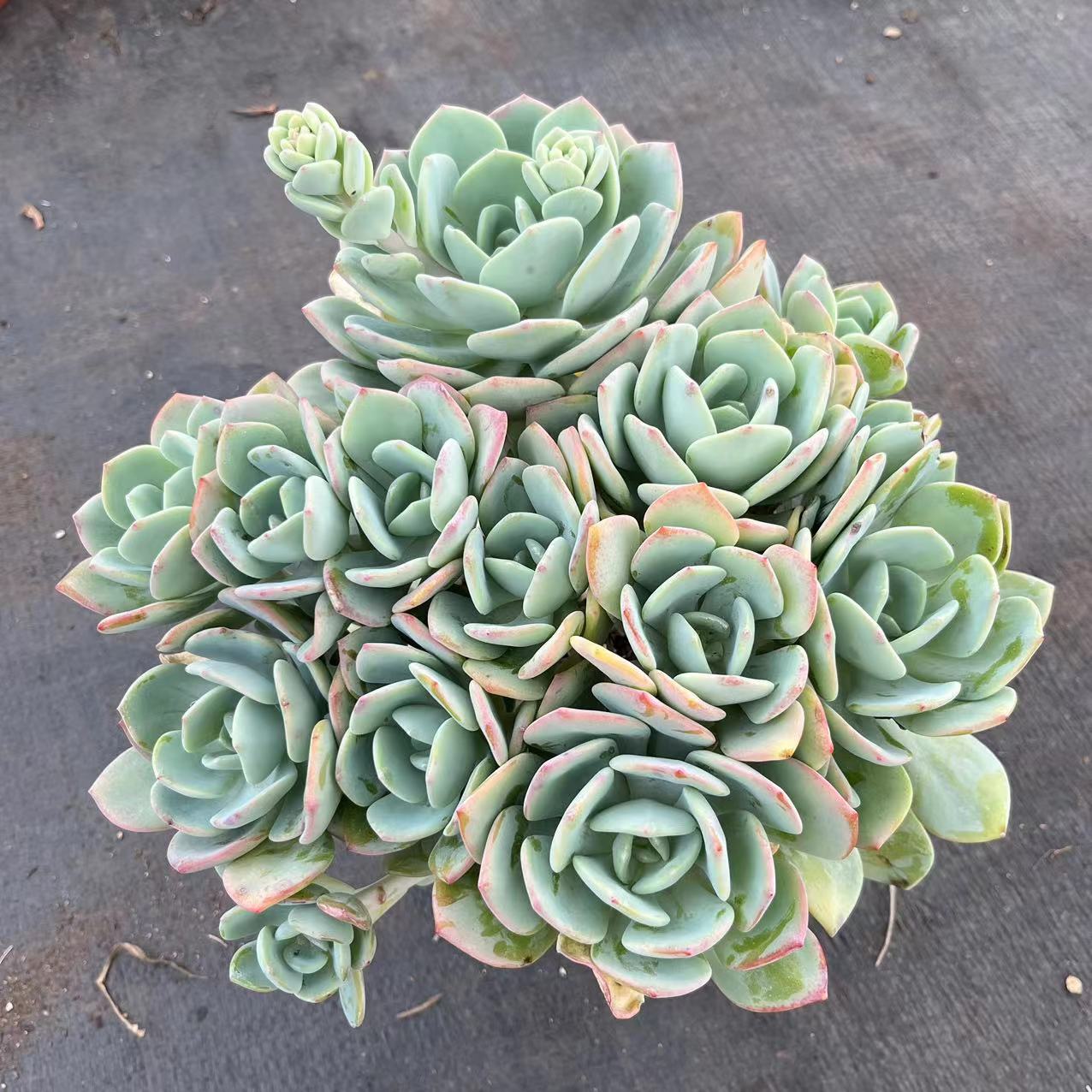 白月光大群多肉植物