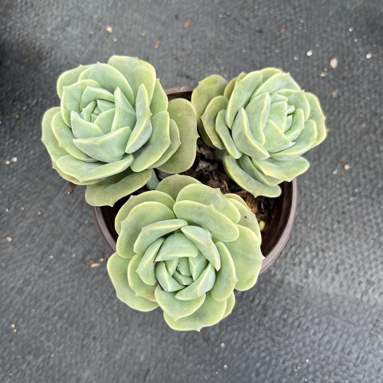 可爱玫瑰带盆土 多肉植物