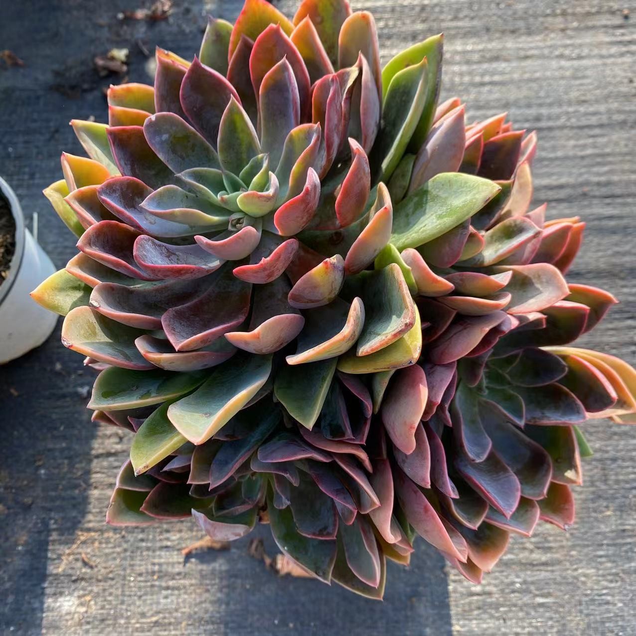 琼斯大群晓满多肉植物