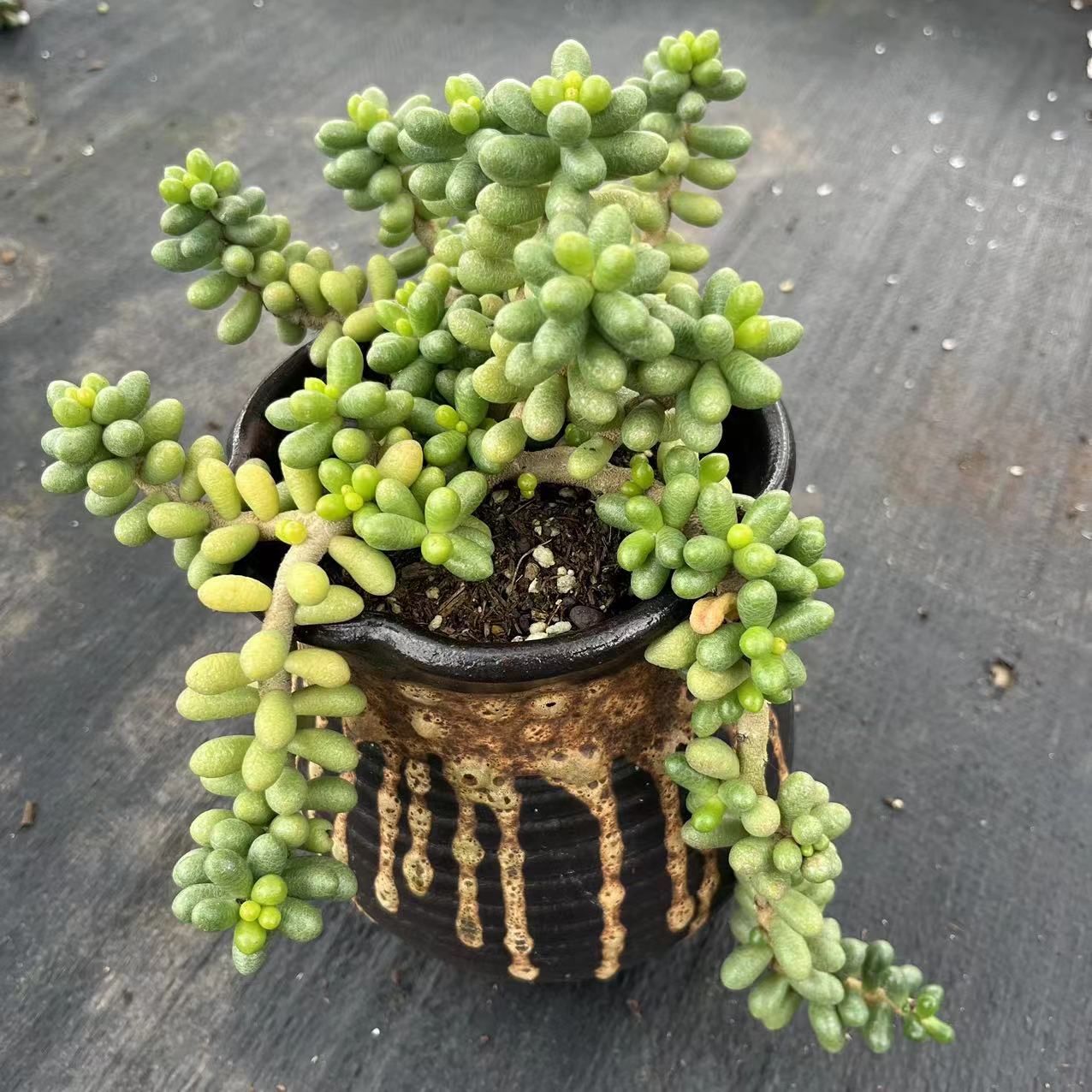绿龟之卵多肉植物