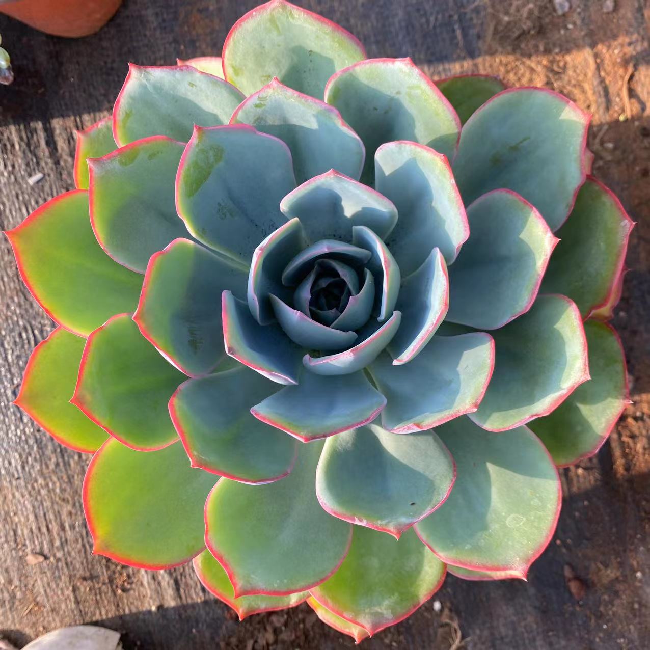 蓝光晓满多肉植物