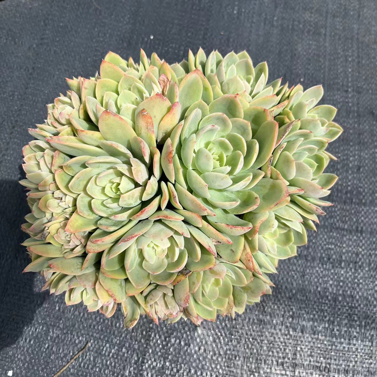丝绸面纱 多肉植物