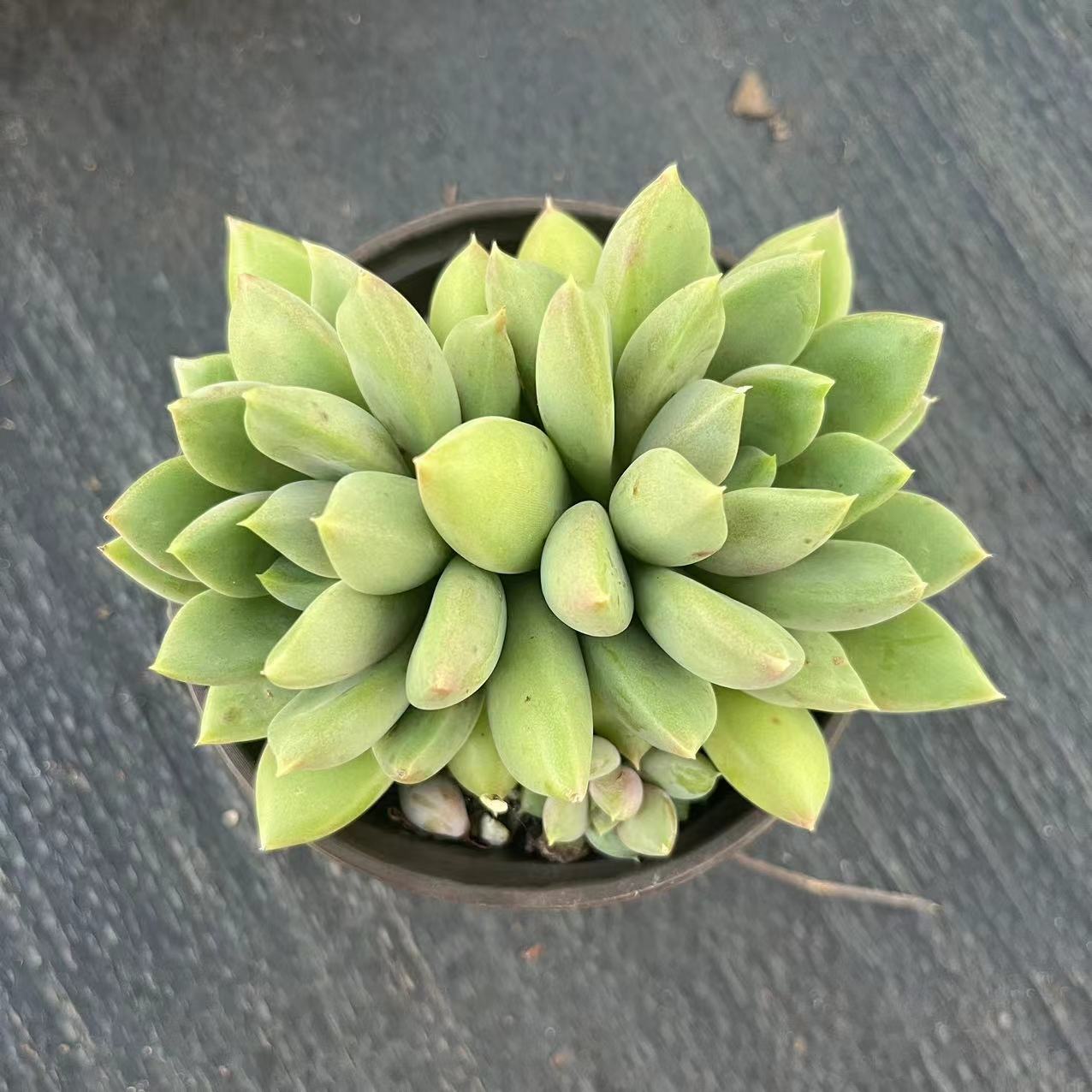 红象牙 多肉植物