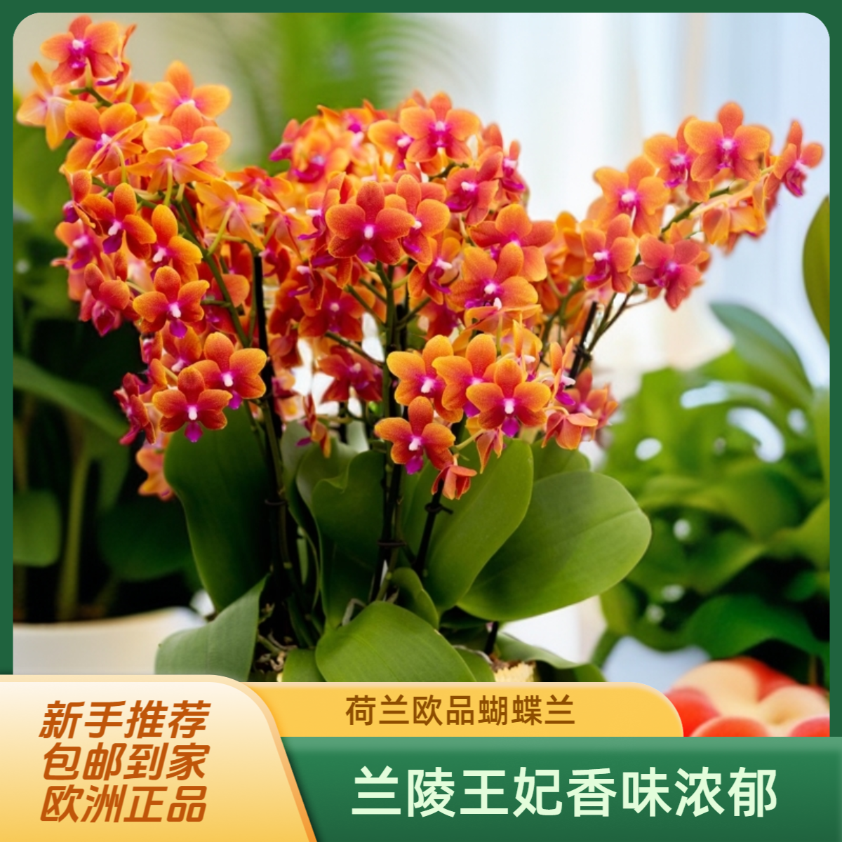 蝴蝶兰【兰陵王妃（香恋博格利2代）】 丨室内花卉