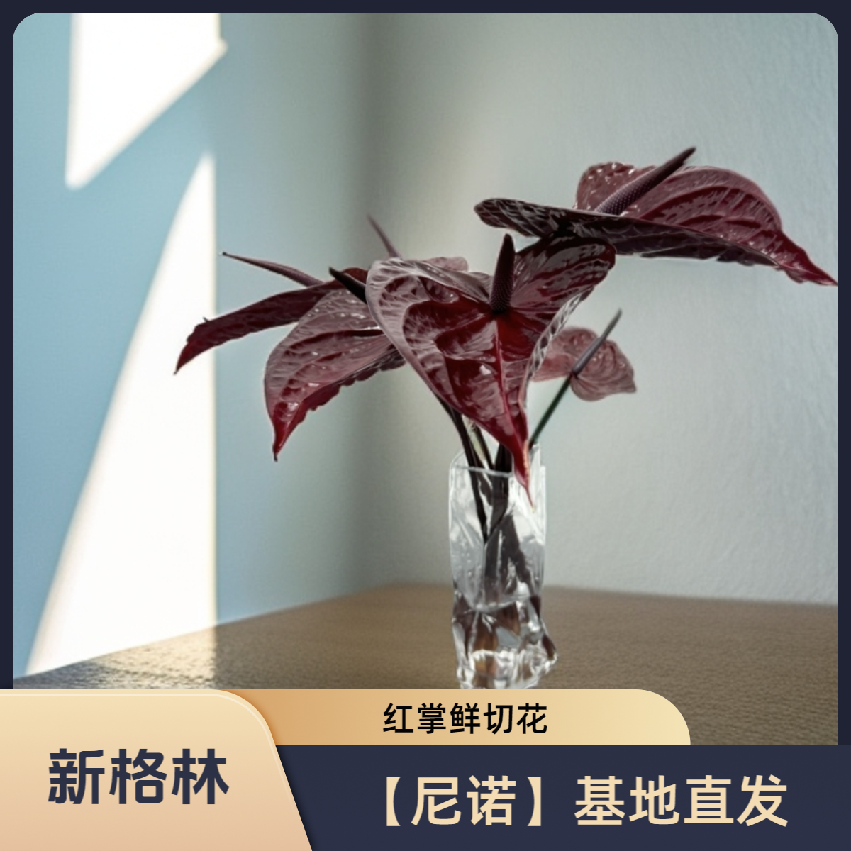 新格林深棕色红掌【尼诺】基地直发