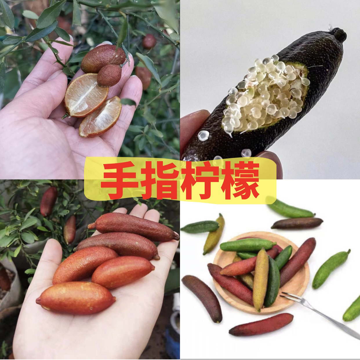 果树苗 手指柠檬苗 新品种 血柠 鲁比 红香槟 盆栽绿植 观赏绿植 