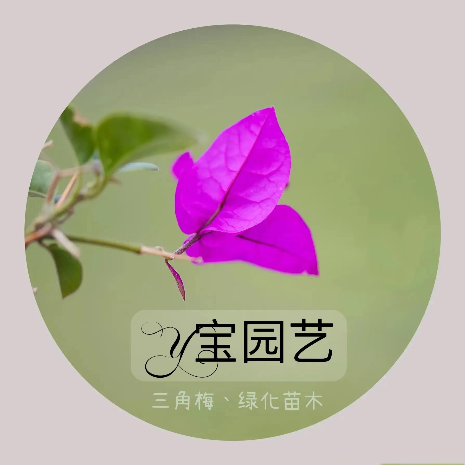 红樱绿樱画报三角梅小黄车一物一拍专用