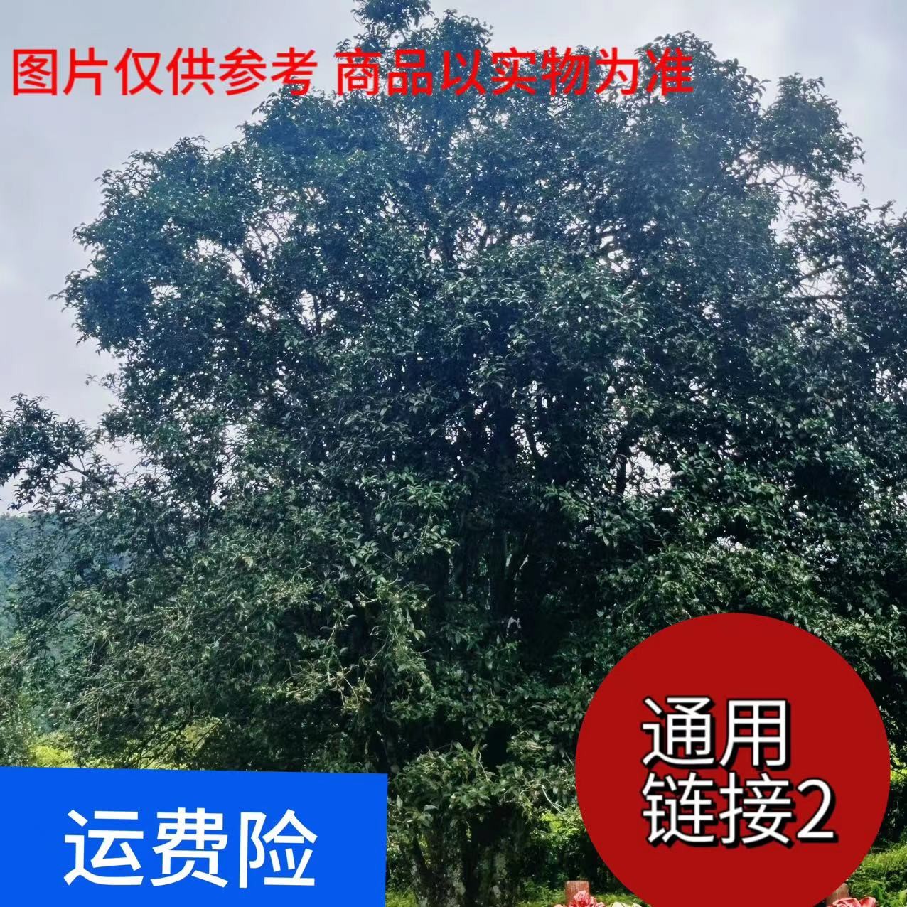 【永和助农专享】2025年300年永和高香古树晒红茶