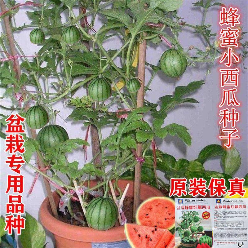 原装蜂蜜小西瓜种籽四季盆栽西瓜阳台水果蔬菜无籽春季薄皮西瓜77