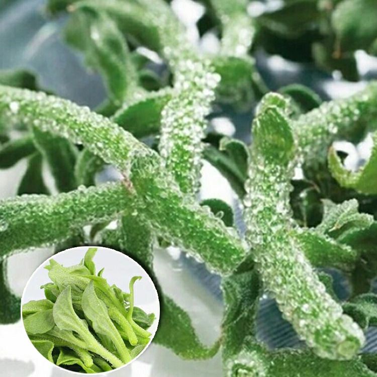 高产四季冰菜种子春秋阳台盆栽新鲜蔬菜种子冰草四季水果青菜种籽