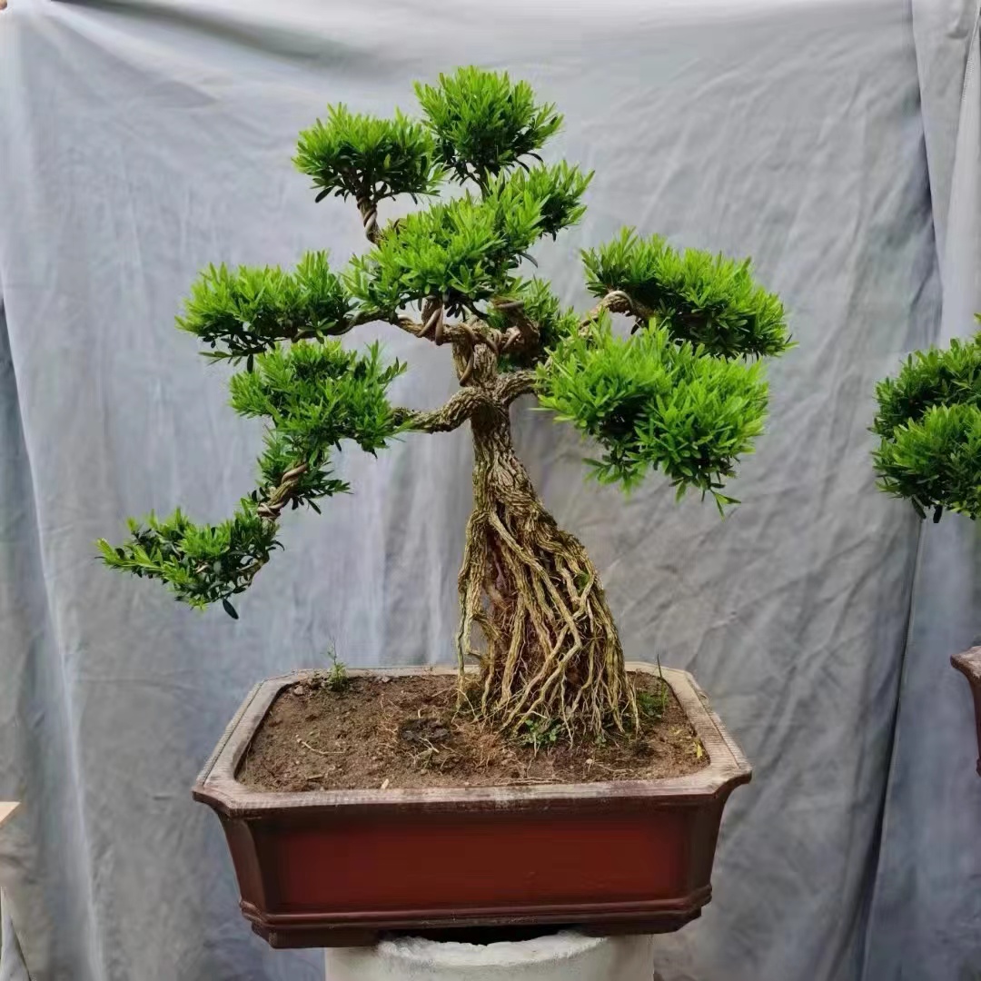 （一物一拍）福建小叶皱皮雀舌黄杨基地直发四季长青室内外办公绿植