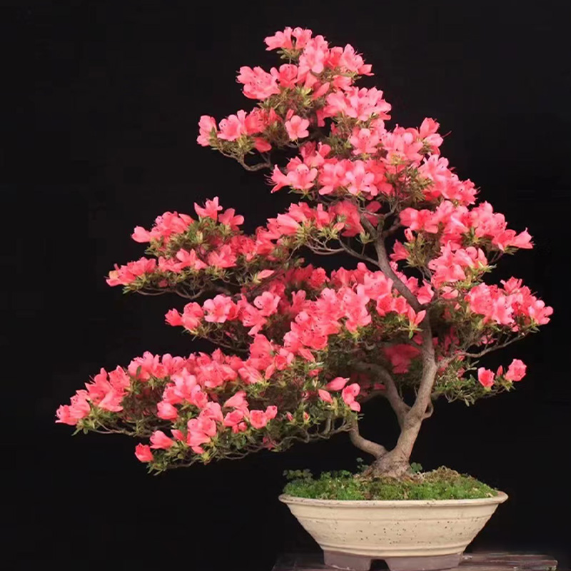 （一物一拍）鹃之舞杜鹃花老桩直播专用