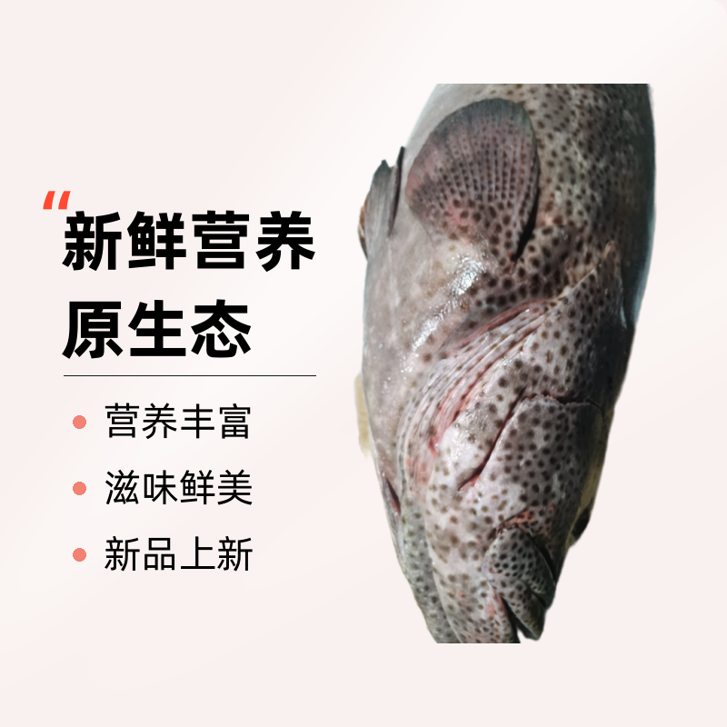 汕尾港直发深海石斑鱼、龙趸鱼、肉厚没小刺新鲜发货