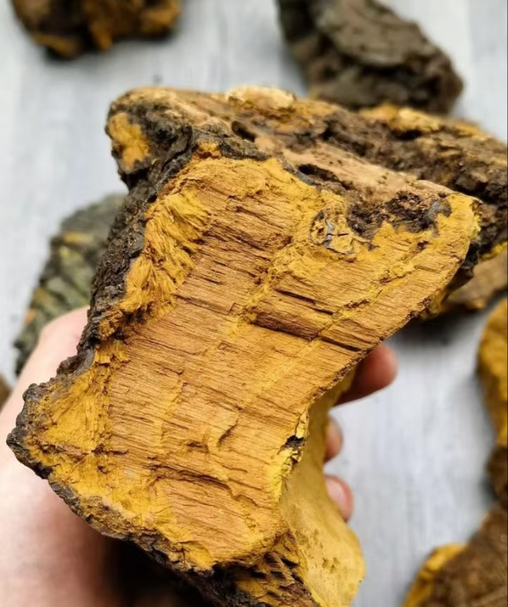 尼泊尔【桑黄】（高海拔）珍藏丽丽专属