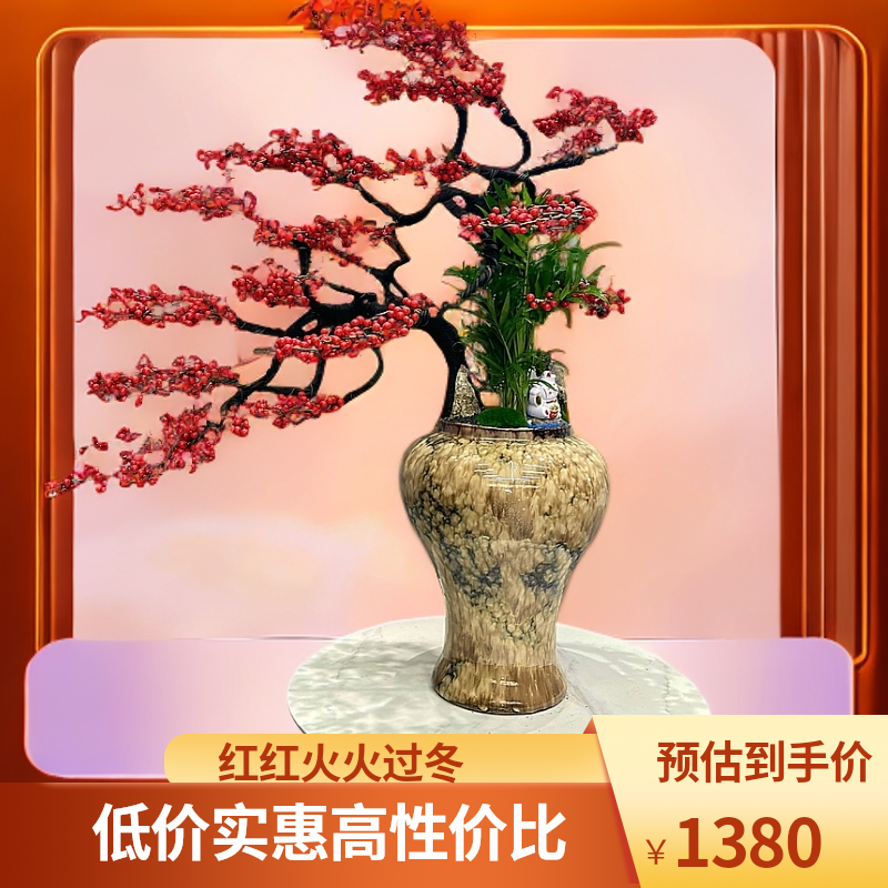 北美冬青盆栽老桩大树苗耐寒室内盆景植物客厅别墅办公室阳台