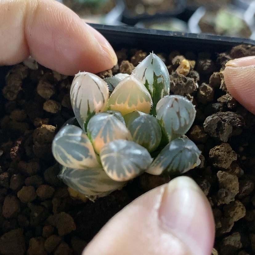 【闪购商品】16龙爪