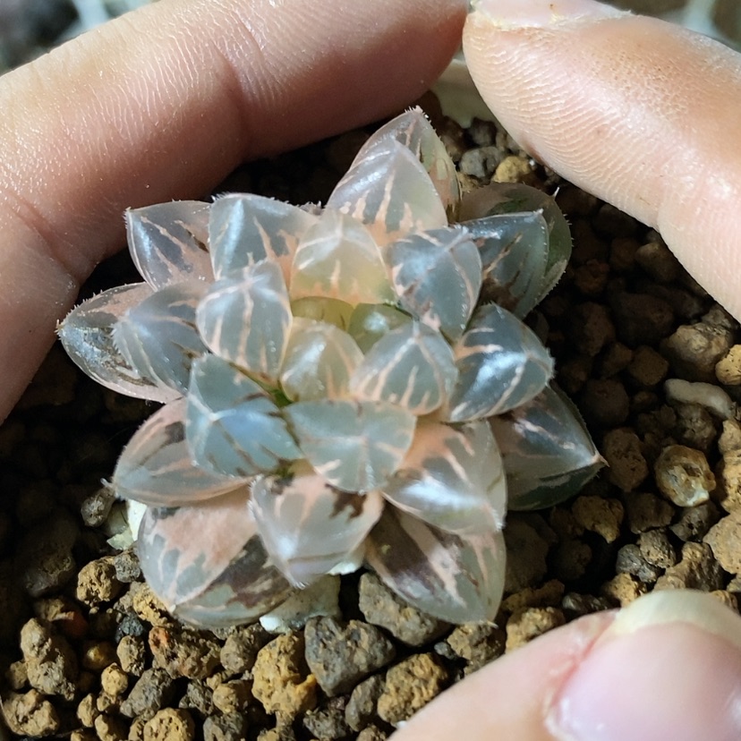 【闪购商品】买**不25蓝镜实生