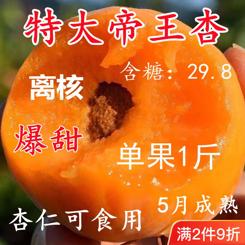 嫁接帝王杏树苗果苗特大甜杏果树南北方种植耐寒耐旱当年结果柿子